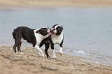 BOSTON TERRIER 373